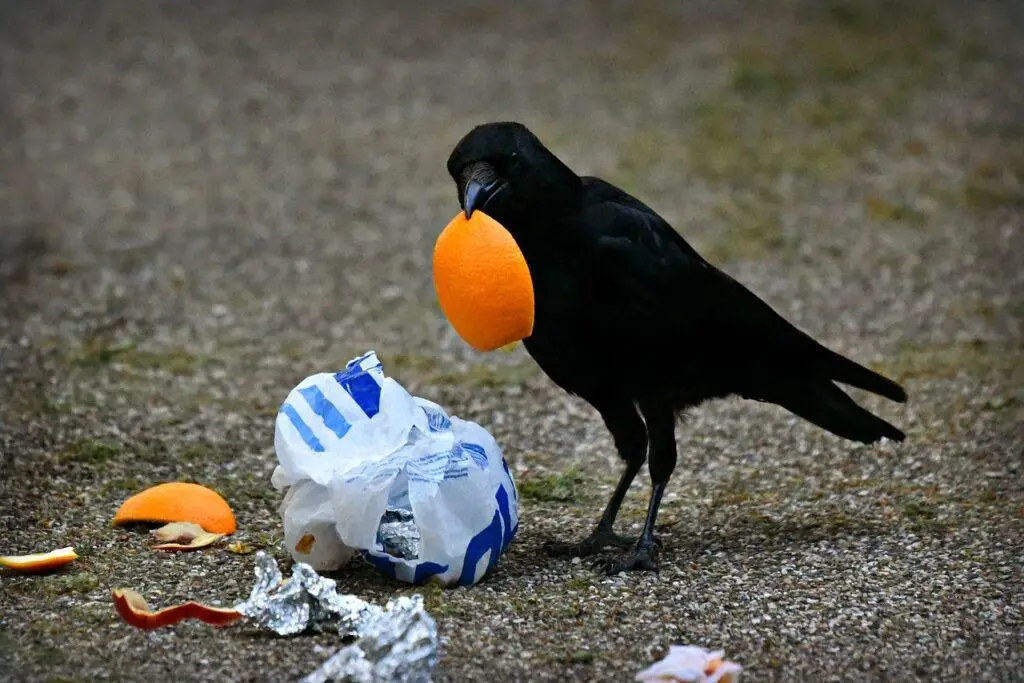 crow, nature, bird