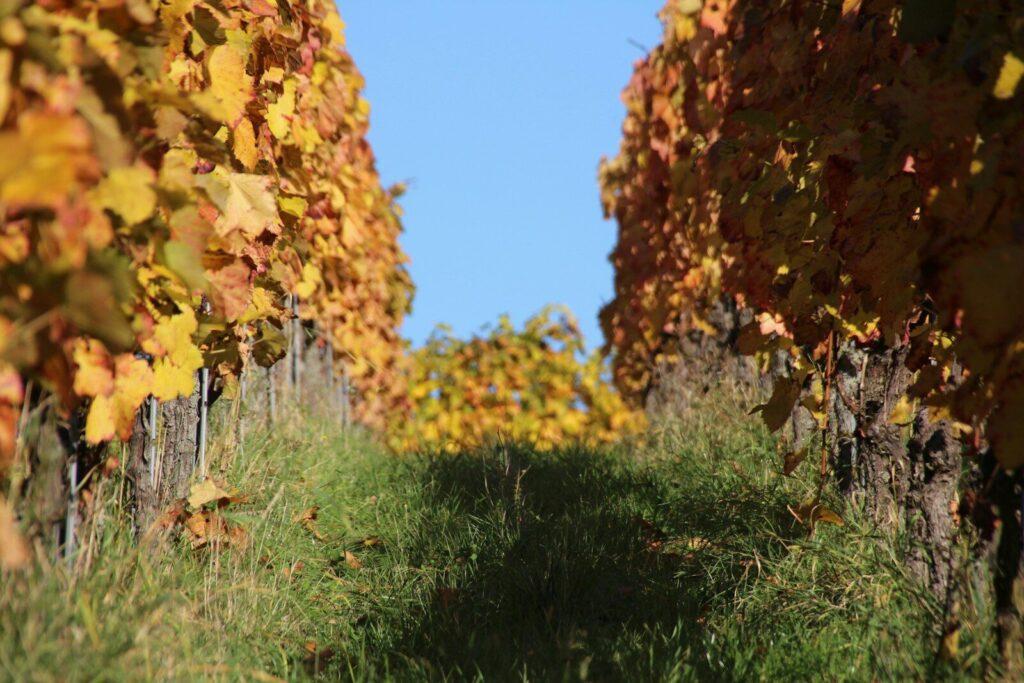 Weinberg im Herbst